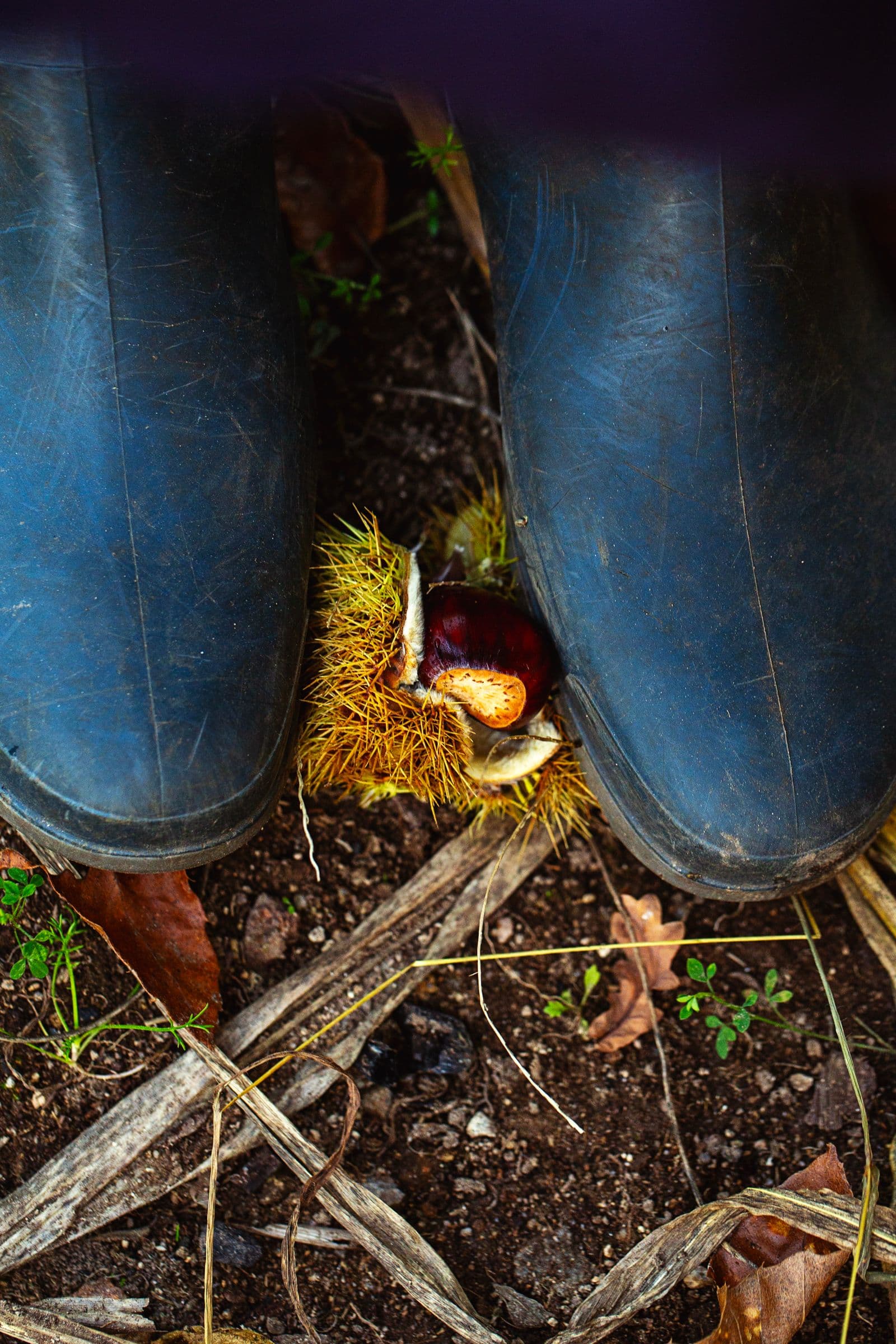 Rubber boots pressing down on a chestnut burr on the ground to help release the chestnut.